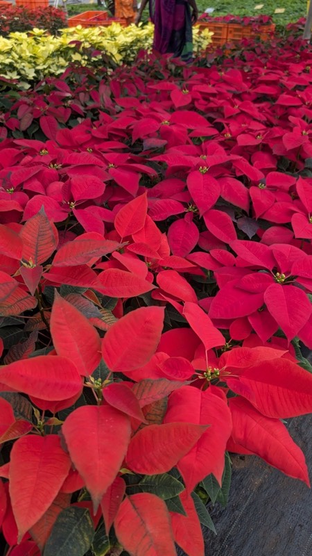 Poinsettia batch ready for dispatch